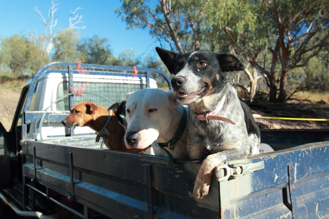 Three dogs in the back of a ute.