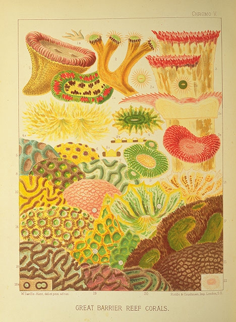 A chromolithographic plate showing reef corals from Saville-Kent's The Great Barrier Reef. National Museum of Australia Library.