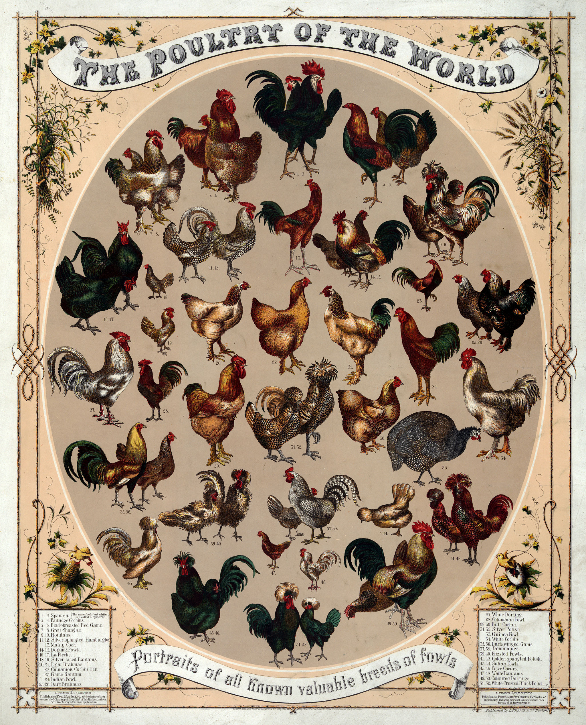 The poultry of the world. Portraits of all known valuable breeds of fowl. Thirty types of identified chickens (fifty-two individuals, male and female). Chromolithograph by L. Prang & Co., Boston, c.1868