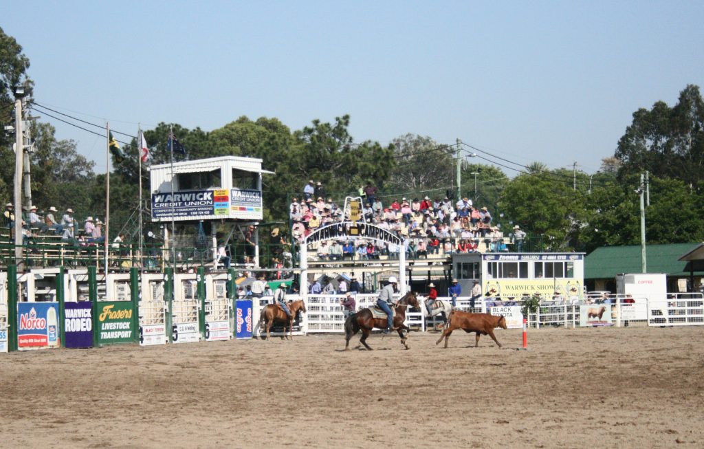Long view of an arena with a horseback rider chasing cattle. People sit on tiered seating beyond.