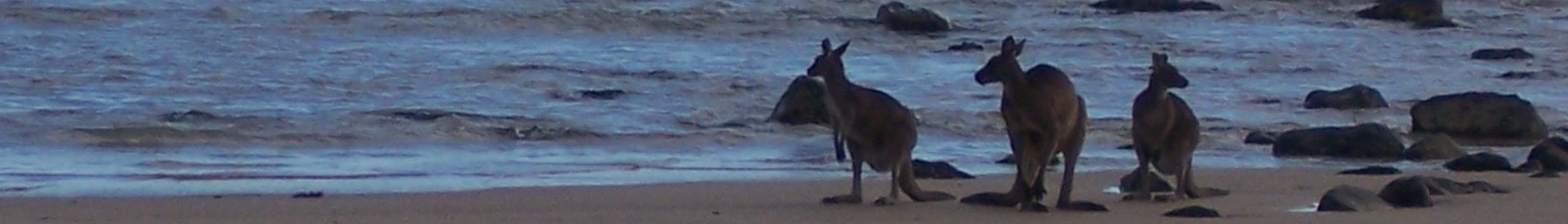 Australia_banner_Kangaroos_on_beach