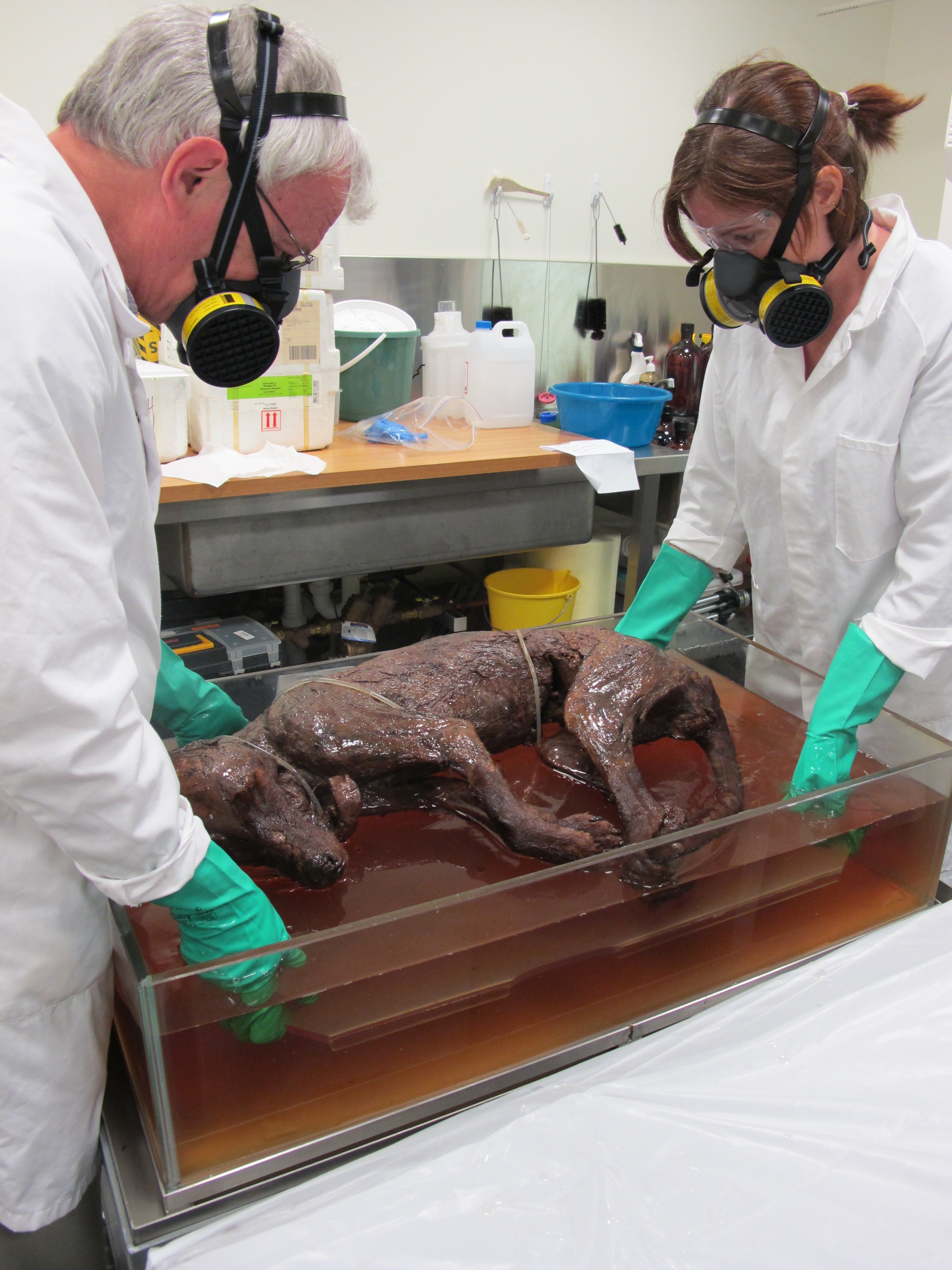 Photograph of a man and woman, both wearing lab coats, rubber gloves and face masks, lifting an animal carcass from a container of fluid
