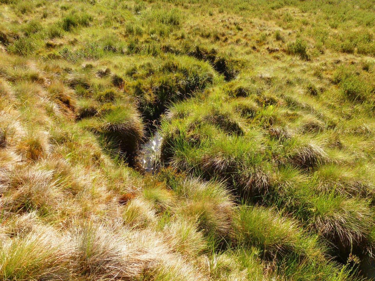 Creek on Happy Jacks Plains, Kosciuszko National Park. There are no feral horses in this area.  The photo shows what a normal creek should look like.