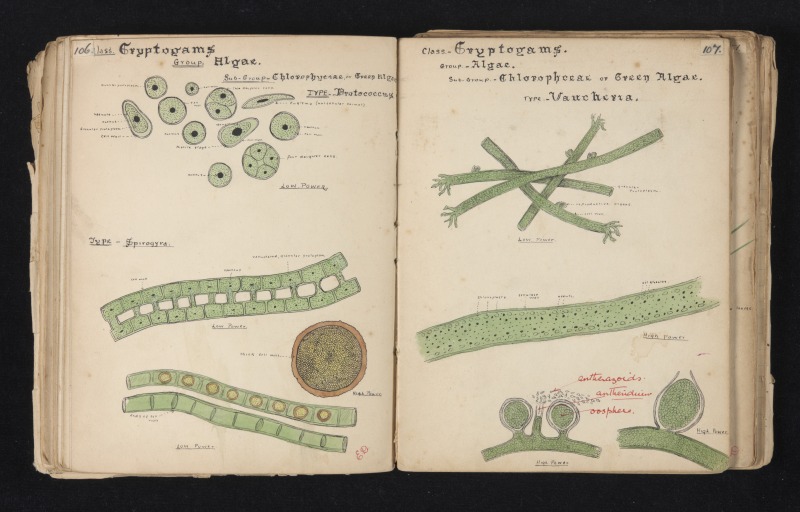 Illustrations showing the structure of algae in Germaine Joplin’s ‘Botany’ exercise book, submitted for her School Leaving Certificate in 1925. Image courtesy the Joplin Family. 
