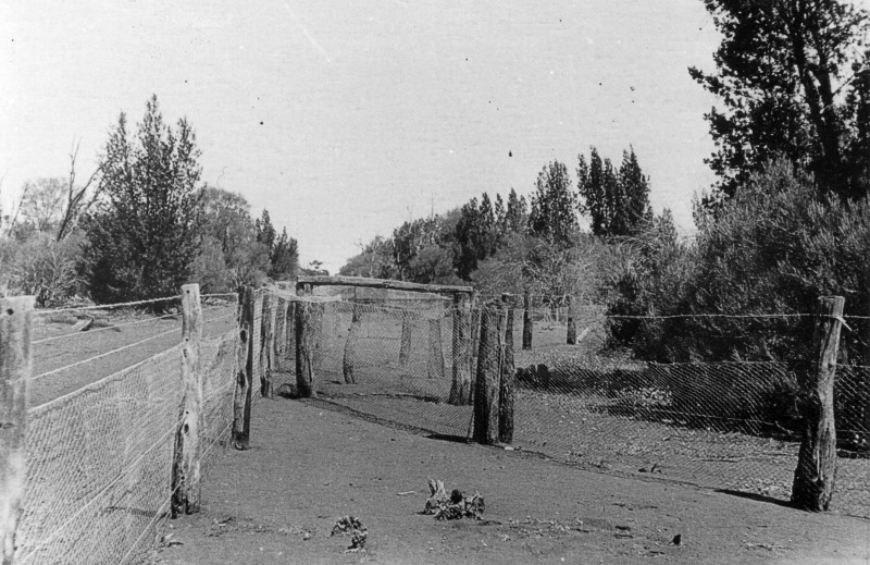 Rabbit trap yards on No.1 fence, 1926. State Library of Western Australia 003581D