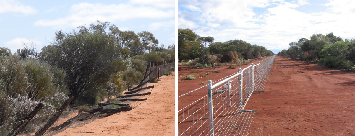 A damaged section (left) and new steel fencing (right) in the Murchison region of Western Australia, 2012. Photos courtesy Murchison Regional Vermin Council. 