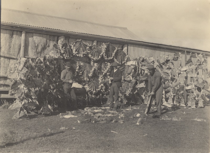 Skinning rabbits and drying skins on wire 'stretchers' at Cudal, New South Wales, about 1930. Courtesy Royal Australian Historical Society (RAHS).