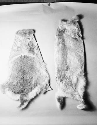 Examples of 'stretched' and flattened rabbit pelts, 1945. National Archives of Australia A1200, L2657. 