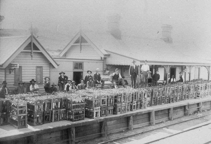 About 6,200 rabbits in crates at Woodstock, New South Wales, 1906. State Library of NSW BCP02392