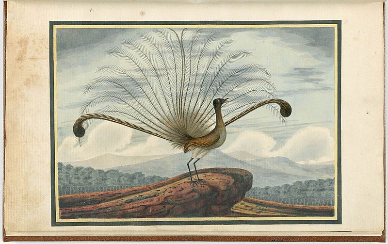Lyrebird by convict artist Richard Browne, 1813. Image from the State Library of NSW, via Wikimedia Commons.