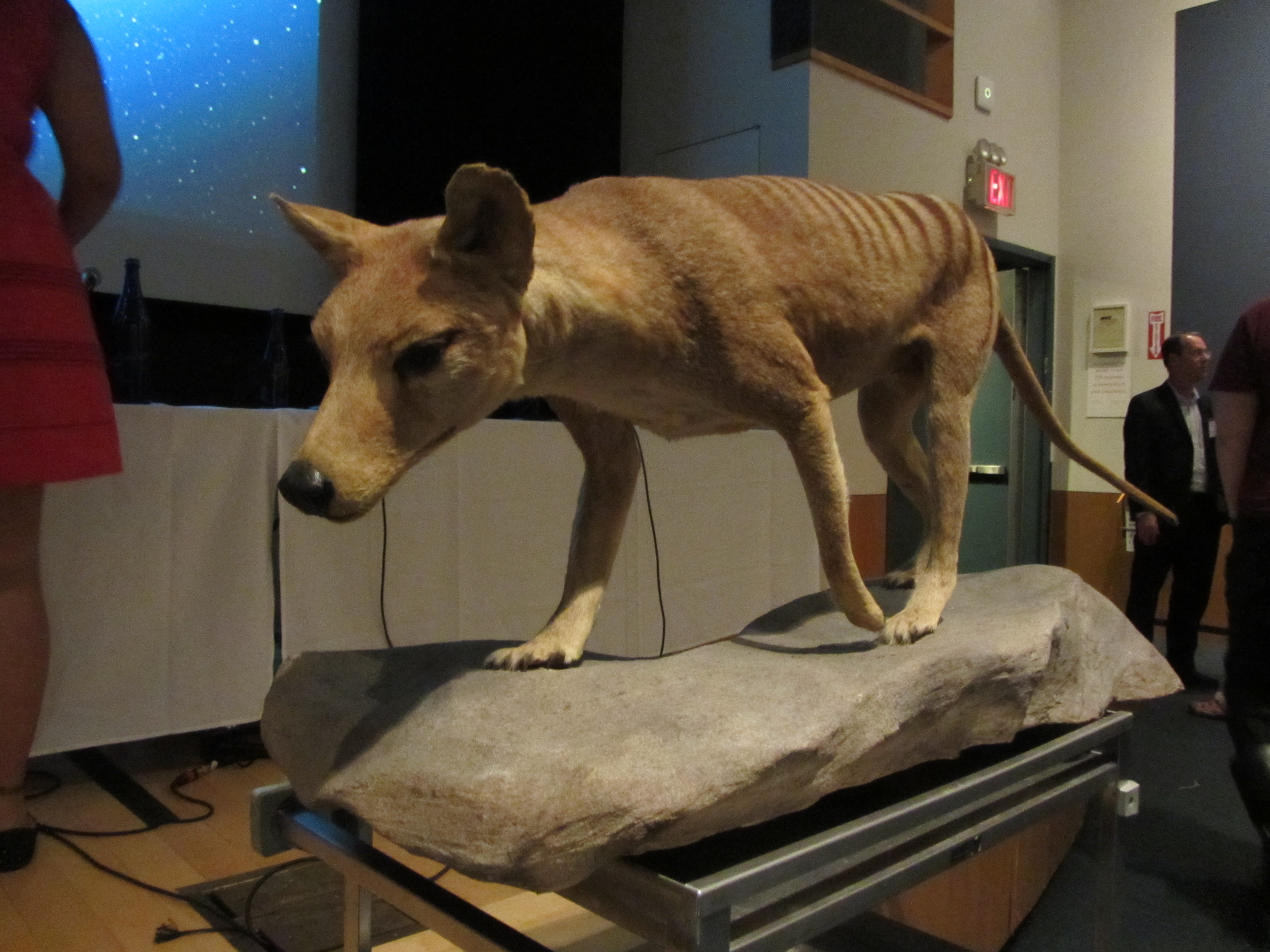 A mounted thylacine specimen, standing on a slab of rock, is displayed on a trolley.