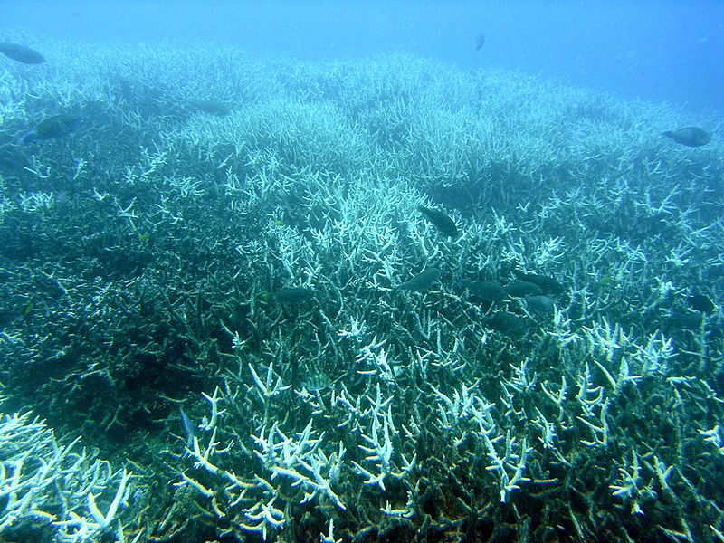 Bleached branching coral (Acropora sp.) at Heron Island, Great Barrier Reef, 2005. Photo by J. Roff, Wikipedia Creative Commons.