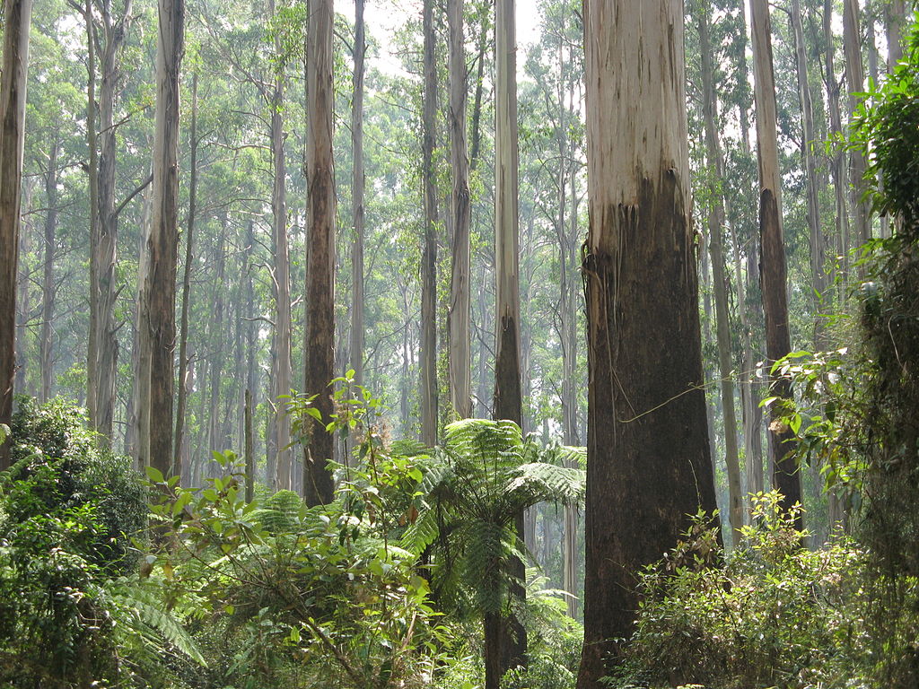 Sherbrooke Forest, Dandenong Ranges, 2009 by Nick Carson at en.wikipedia