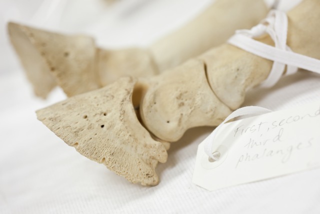 Hoof and leg bones from the relatively complete equine skeleton. Photo by Jason McCarthy, National Museum of Australia.
