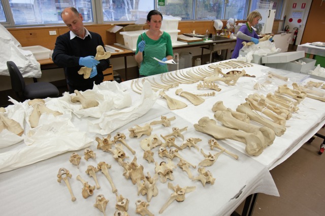 Identifying bones from the Institute equine skeletons. Photo by Jason McCarthy, National Museum of Australia