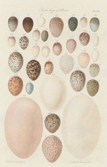 Birds eggs of Victoria (folio detail), from Australia Terra Cognita (unpublished) by William Blandowski, 1855-56, via Wikimedia Commons