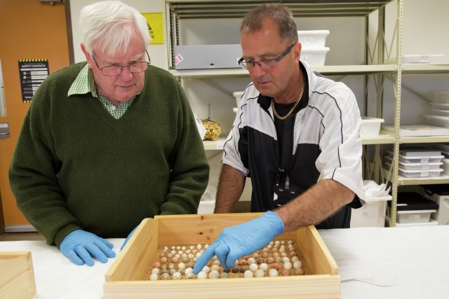Dick Schodde (left) and Bill Gibbs discuss which egg is which species. Photo by George Serras. National Museum of Australia