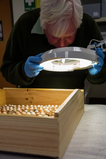 Dick Schodde examines some of the smaller eggs. Photo by George Serras, National Museum of Australia.