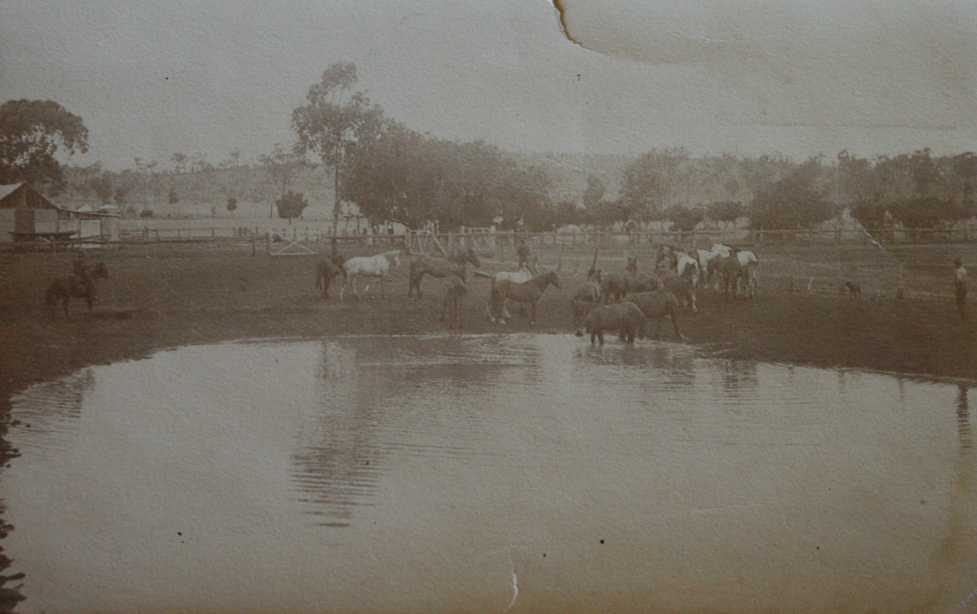 Horses drinking at the Norwood dam. Photo courtesy of Desmond and Laurel Wykes.