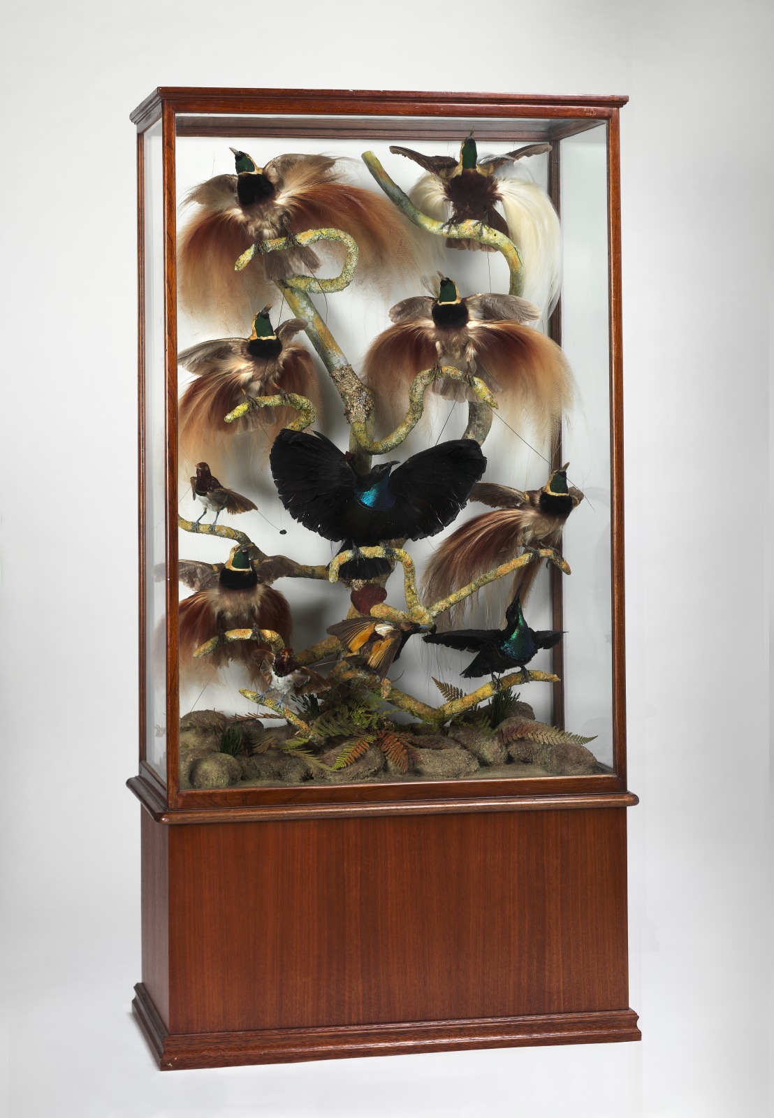 Birds of paradise. Photo: Dean McNicoll, National Museum of Australia.
