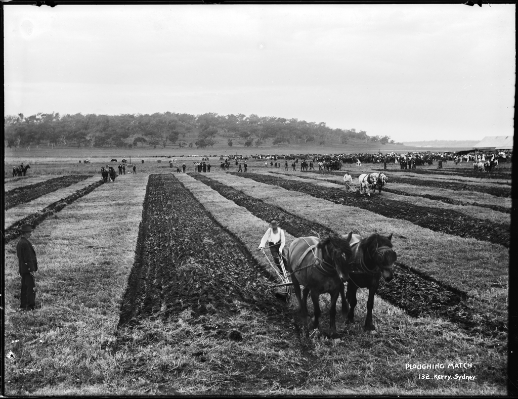'Ploughing Match', Kerry and Co, Sydney, Australia, c. 1884-1917. Tyrrell Photographic Collection, Powerhouse Museum, Wikicommons