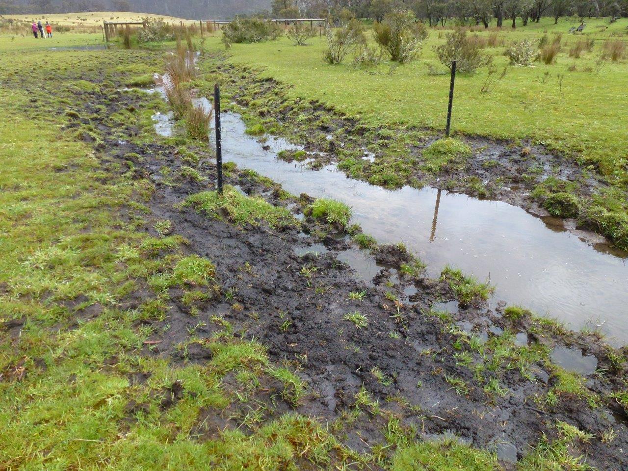 Feral horse damage outside of Exclusion plots, Cowombat Flat, Alpine National Park, Victoria.  The creek line, as I understand it, used to be full of sphagnum bogs, sedges and fens.  The Exclusion plots were established ten years ago and are allowing native plants, animals and frogs to re-establish without the impacts of feral horses upon them.