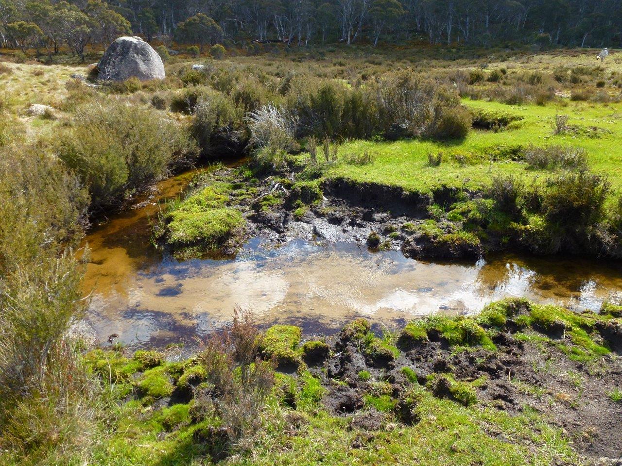 Ingeegoodbee River, Kosciuszko National Park.  All sphagnum moss, shrubbery and acquatic plants have been lost, and the corners trampled to such an extent that the next big rain event will wash the corner away straightening the river and causing rapid run-off from this catchment.