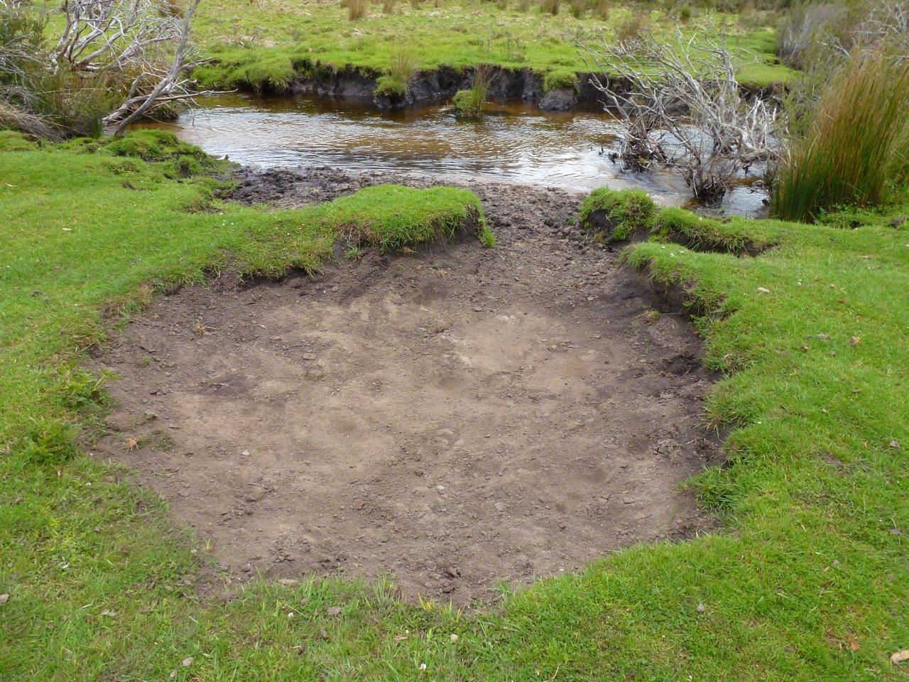 Ingeegoodbee River, Kosciuszko National Park.  Feral horse wallow and bank loss.  Remnant islands show where the banks previously existed.  The islands are now almost two metres in from each side of the banks.