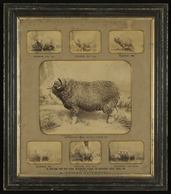 Framed photograph of prize winning merino rams.