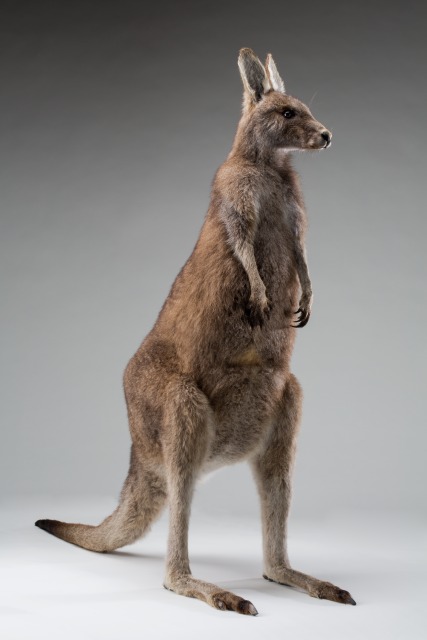 Forester kangaroo taxidermy specimen.  Photo: Sam Birch, National Museum of Australia