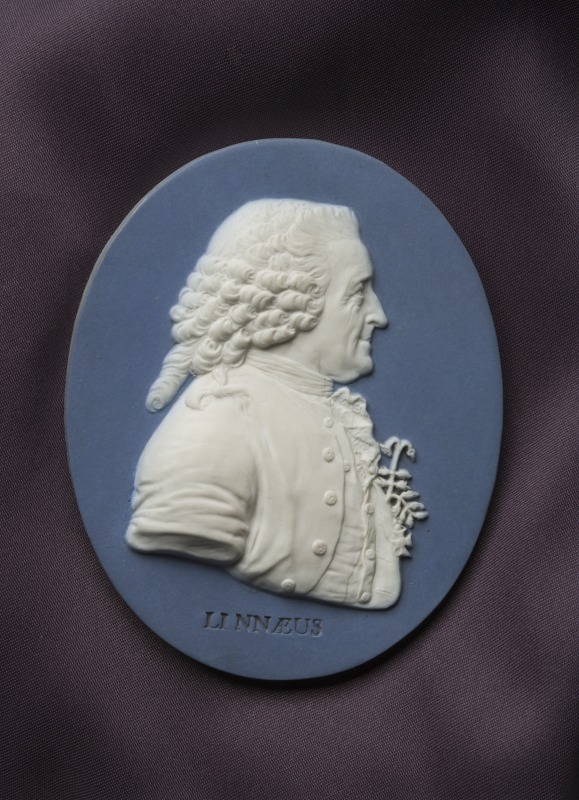 The Wedgwood medallion of Carl Linnaeus was made in about 1775.  Photo: George Serras.