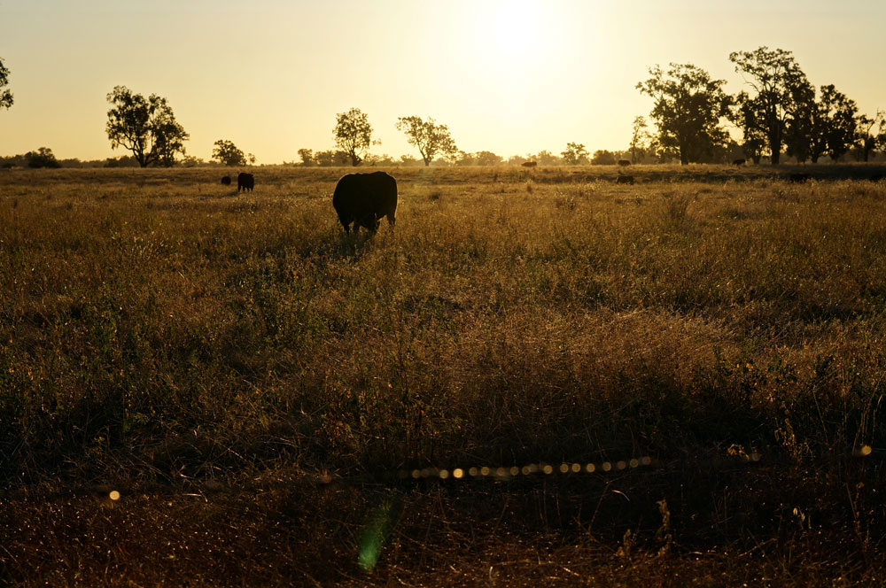 Paddocks near Narrabri.