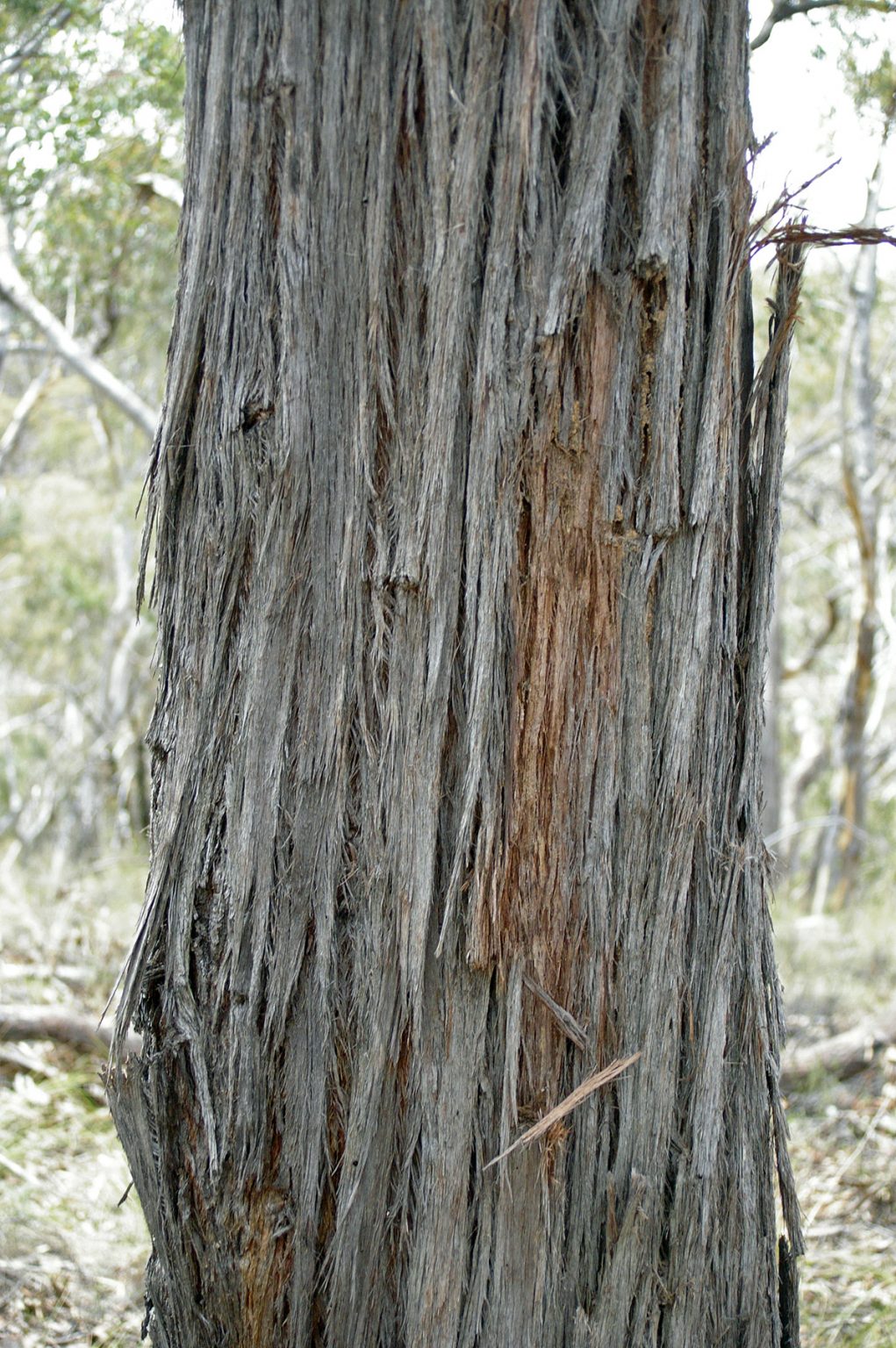 The shelter of stringybark The People & Environment Blog