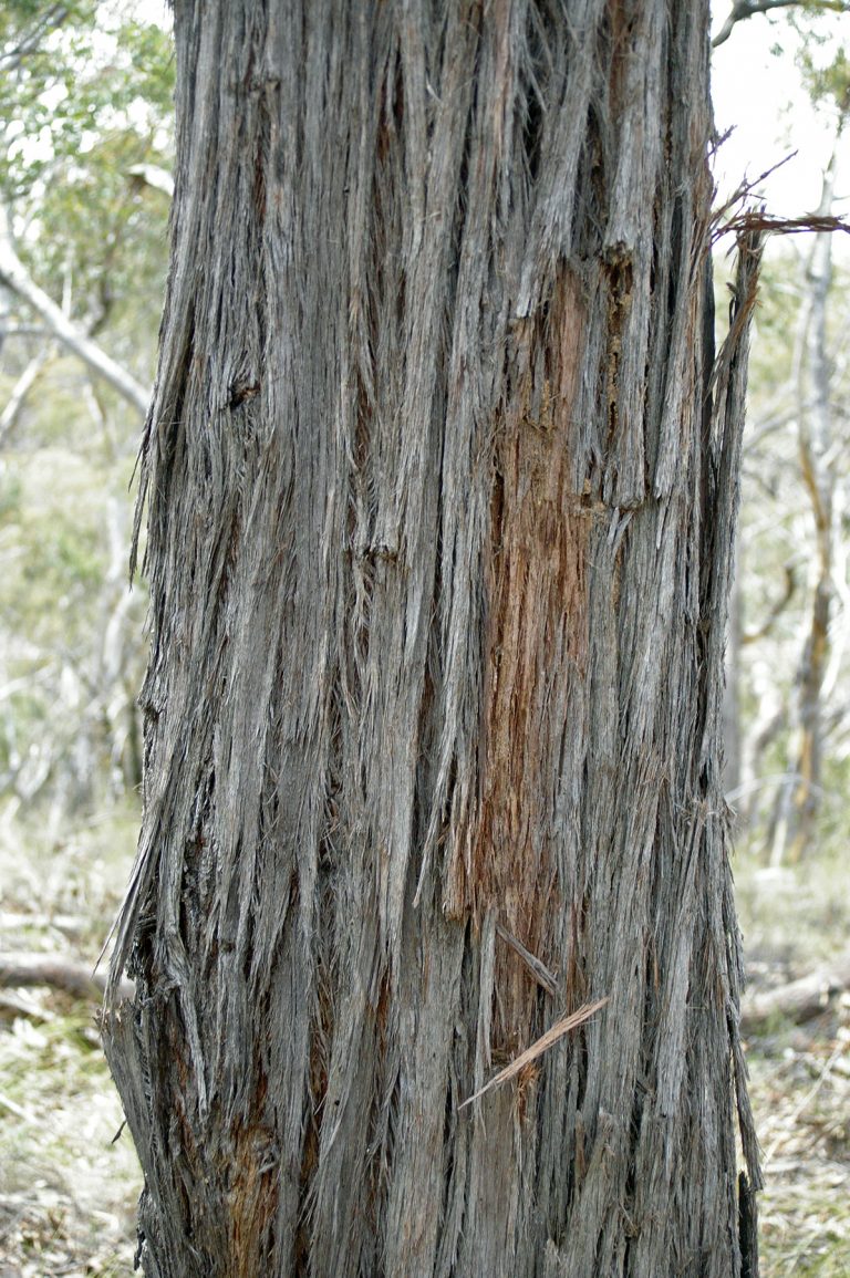 The shelter of stringybark – The People & Environment Blog