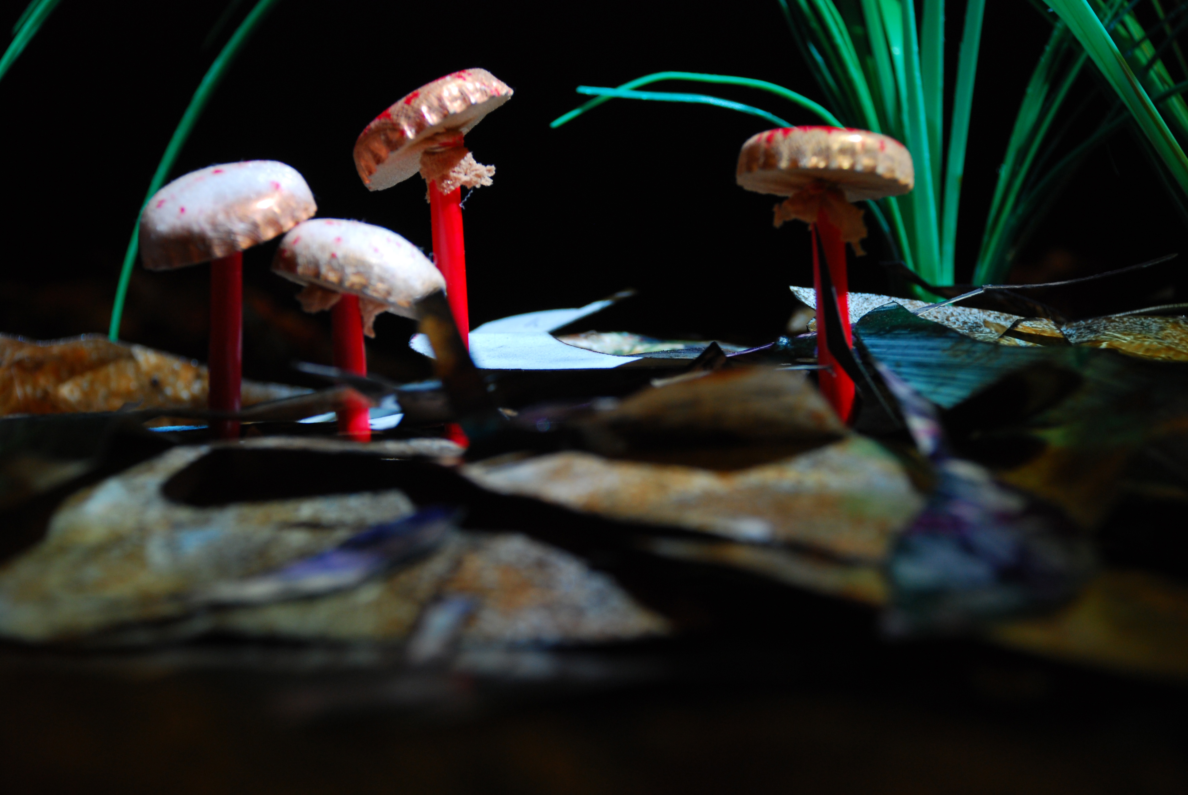 Bottle top, drinking straw and pantyhose fungi (!) Photo: Angela Frost.