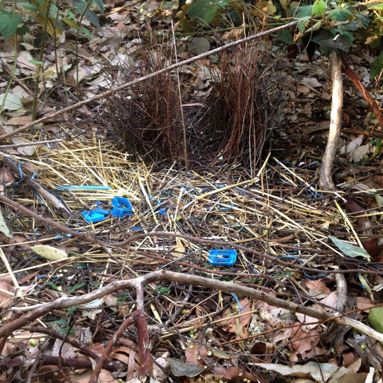 Satin bower bird bower with collection of blue trinkets. Photo: Chay Khamsone.