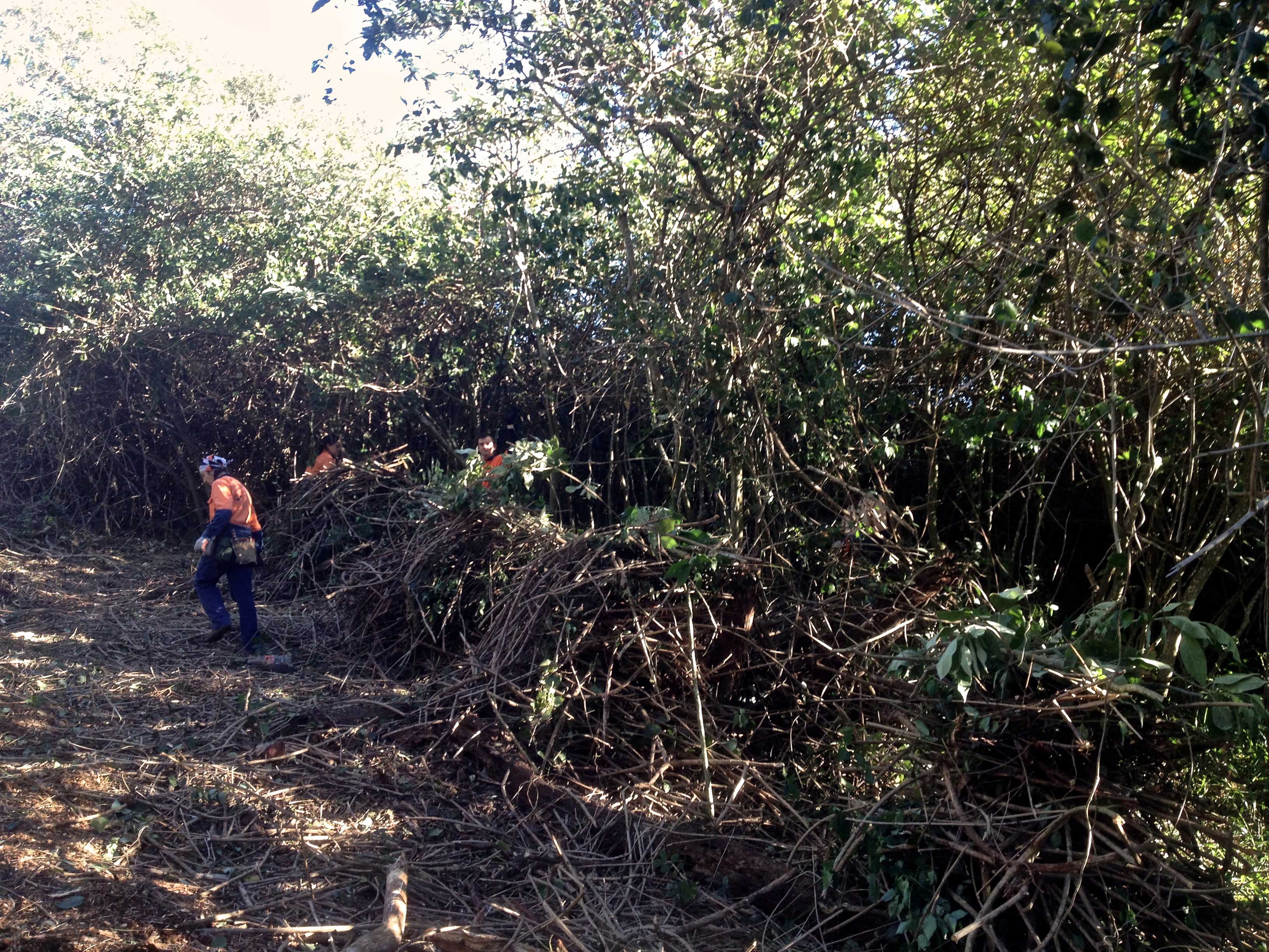 Forest of lantana being folded into nice, neat piles. Photo: Chay Khamsone.