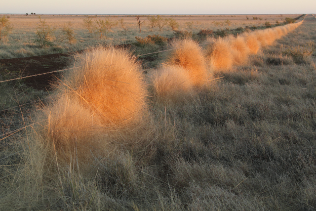 Clumps of grass blown agains a fence line, Bowen Downs, Queensland, 2010. Photo by Ruth Smith.