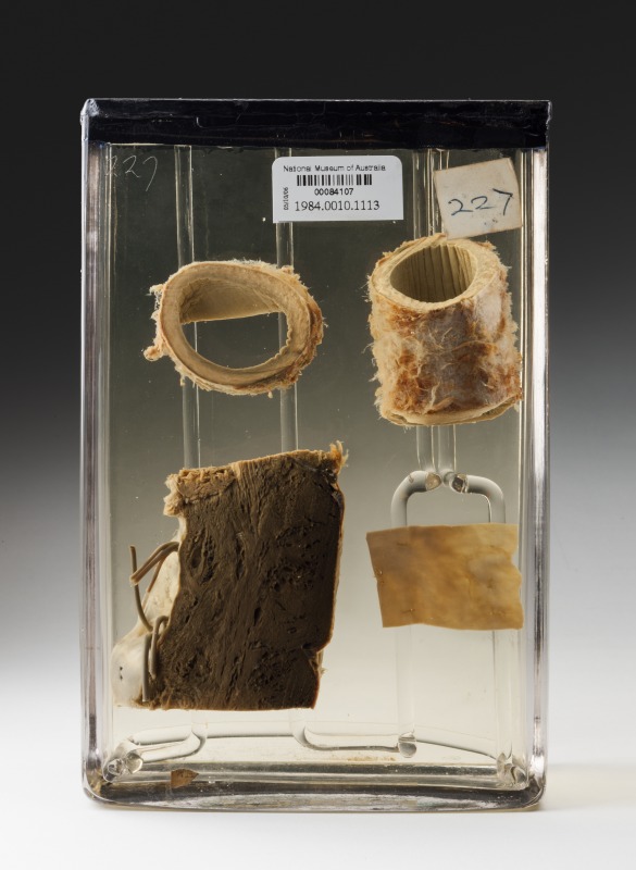 Sections of aorta, ventricle wall and pericardium, probably from Phar Lap's heart, 1932. National Museum of Australia. Photograph by Jason McCarthy.