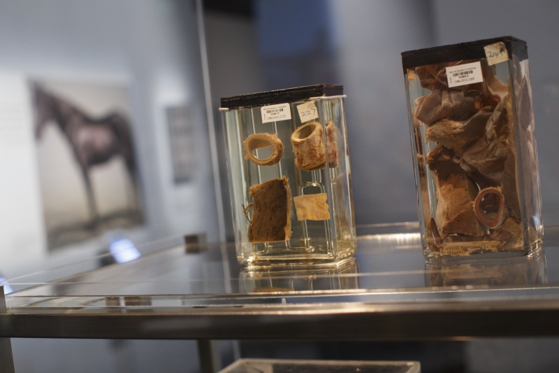 Specimens of aorta, ventricle wall and pericardium, probably from Phar Lap's heart, on display in the Spirited exhibition, 2014. Photogaph by Jason McCarthy, National Museum of Australia.