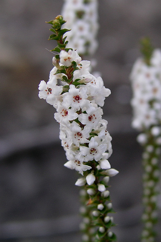 Epacris microphylla. (Source: http://commons.wikimedia.org/wiki/File:Epacris_microphylla.jpg)  