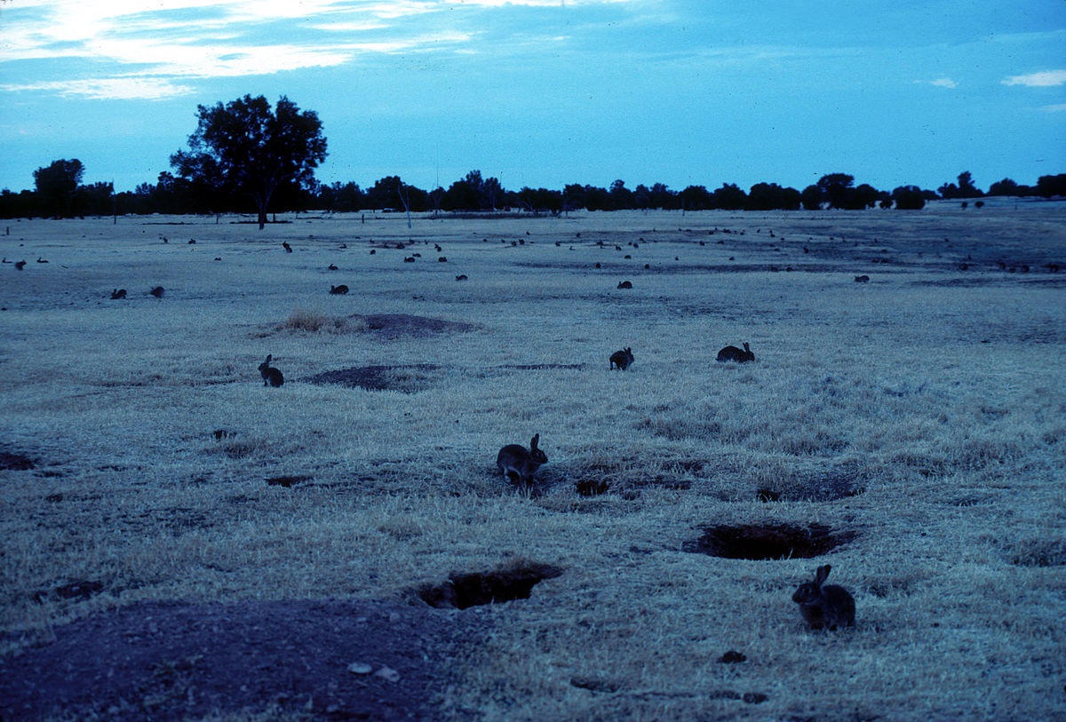 European wild rabbits in an Australian paddock. Image by CSIRO from Wikimedia Commons.