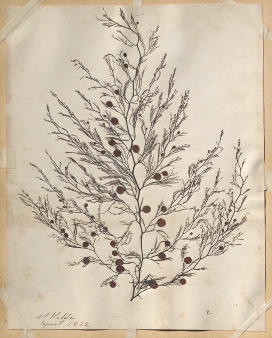 Seaweed specimen collected at St Kilda, April 1882, from the Port Phillip album. National Museum of Australia. Photograph by George Serras.