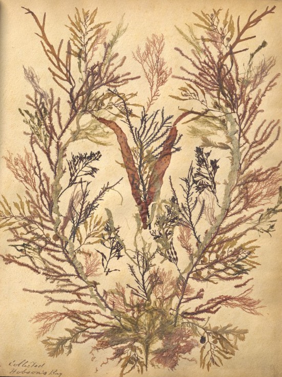 This page of the Port Phillip Bay album features a decorative arrangement of seaweed specimens, perhaps evoking an underwater scene. Photograph by George Serras, National Museum of Australia.