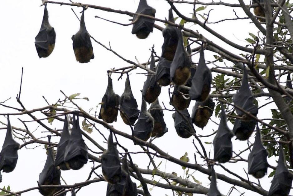 roosting flying foxes Julian Smith file photo