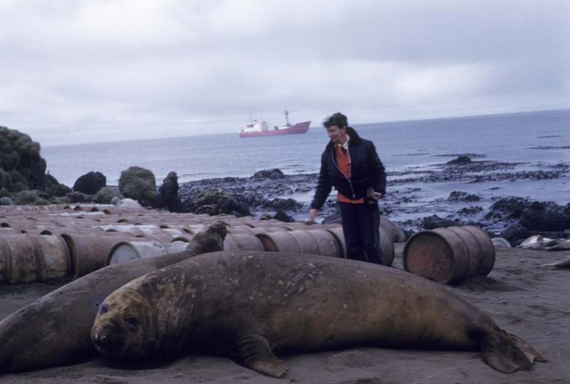 Isobel Bennett meeting the locals at Macquarie Island, 1958. Photograph by Hope Black. Museum Victoria.