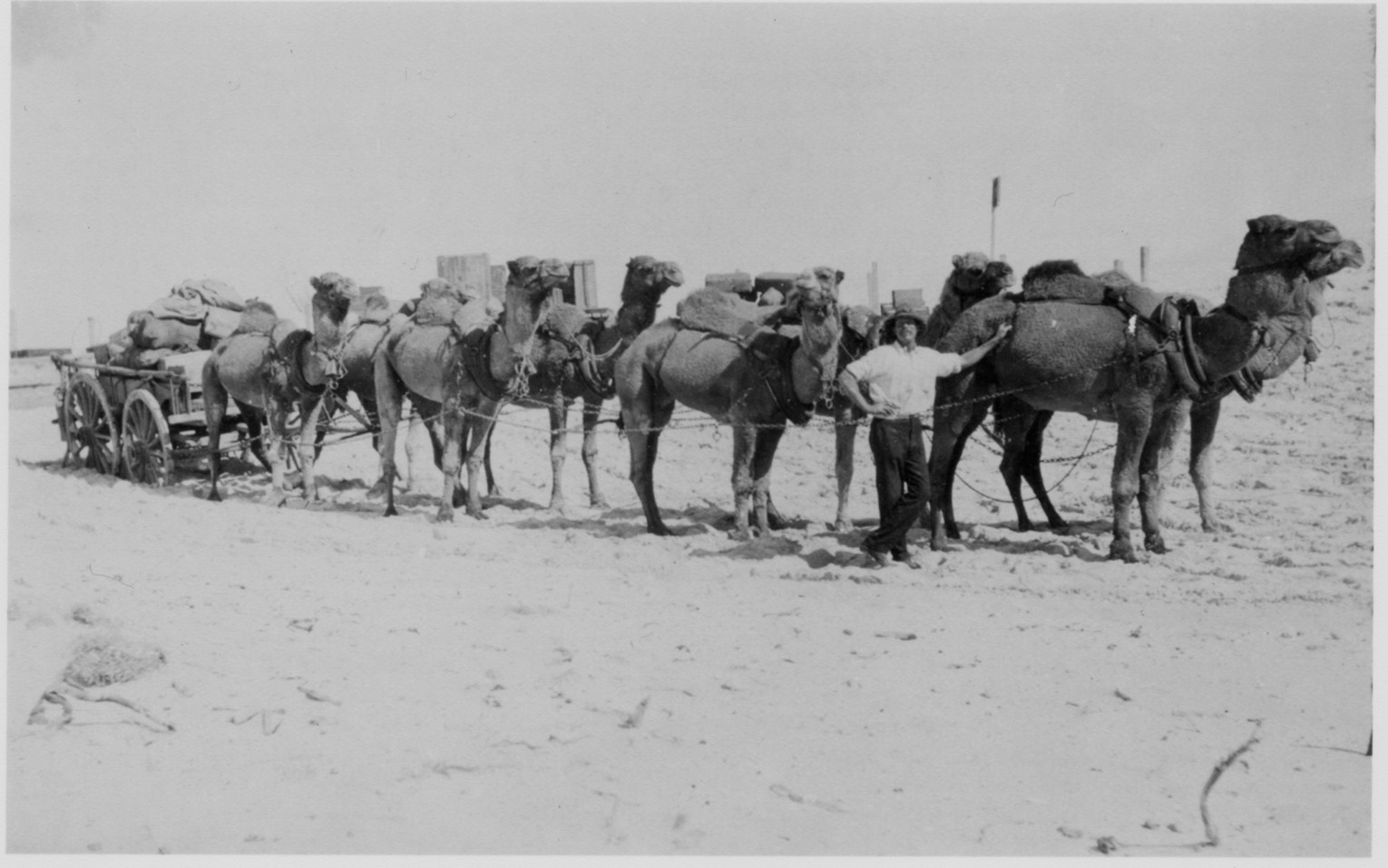 Camel train with equipment for Edward Kidson's magnetic survey work in Western Australia, mid-1914. His instruments included a theodolite-magnetometer similar to those now in the National Historical Collection. Image: Carnegie Institution of Washington, Department of Terrestrial Magnetism