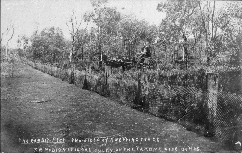 William Rodier and his horse, photographed by W Leaney, viewing ground grazed by ‘the rabbit pest’ over a netting fence, near Bourke NSW, 1905. Rodier was a zealous promoter of his own system of rabbit control, the ‘Rodier Method’. http://collectionsearch.nma.gov.au/ce/rodier?object=120033 State Library of NSW BCP 02766