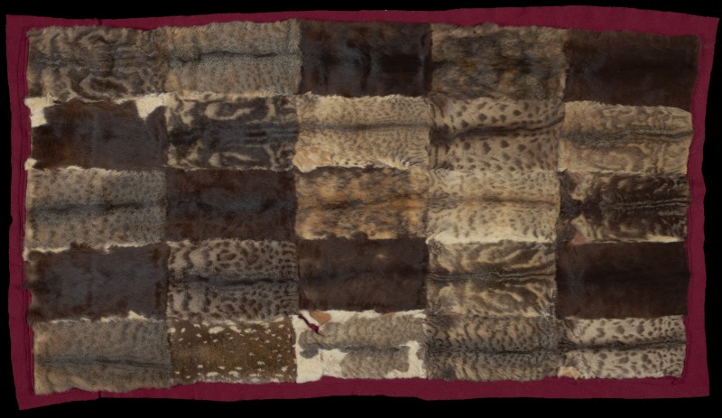 Cat skin rug, National Museum of Australia. Can you spot the quoll's skin?
