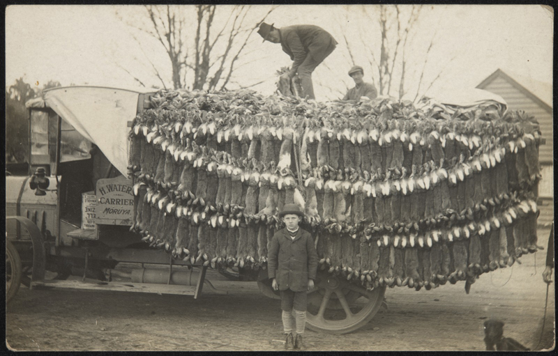 Photographic postcard produced by Paul C. Nomchong featuring a lorry load of rabbits at Braidwood, NSW, about 1930. National Museum of Australia. Reprography by Sam Birch. 